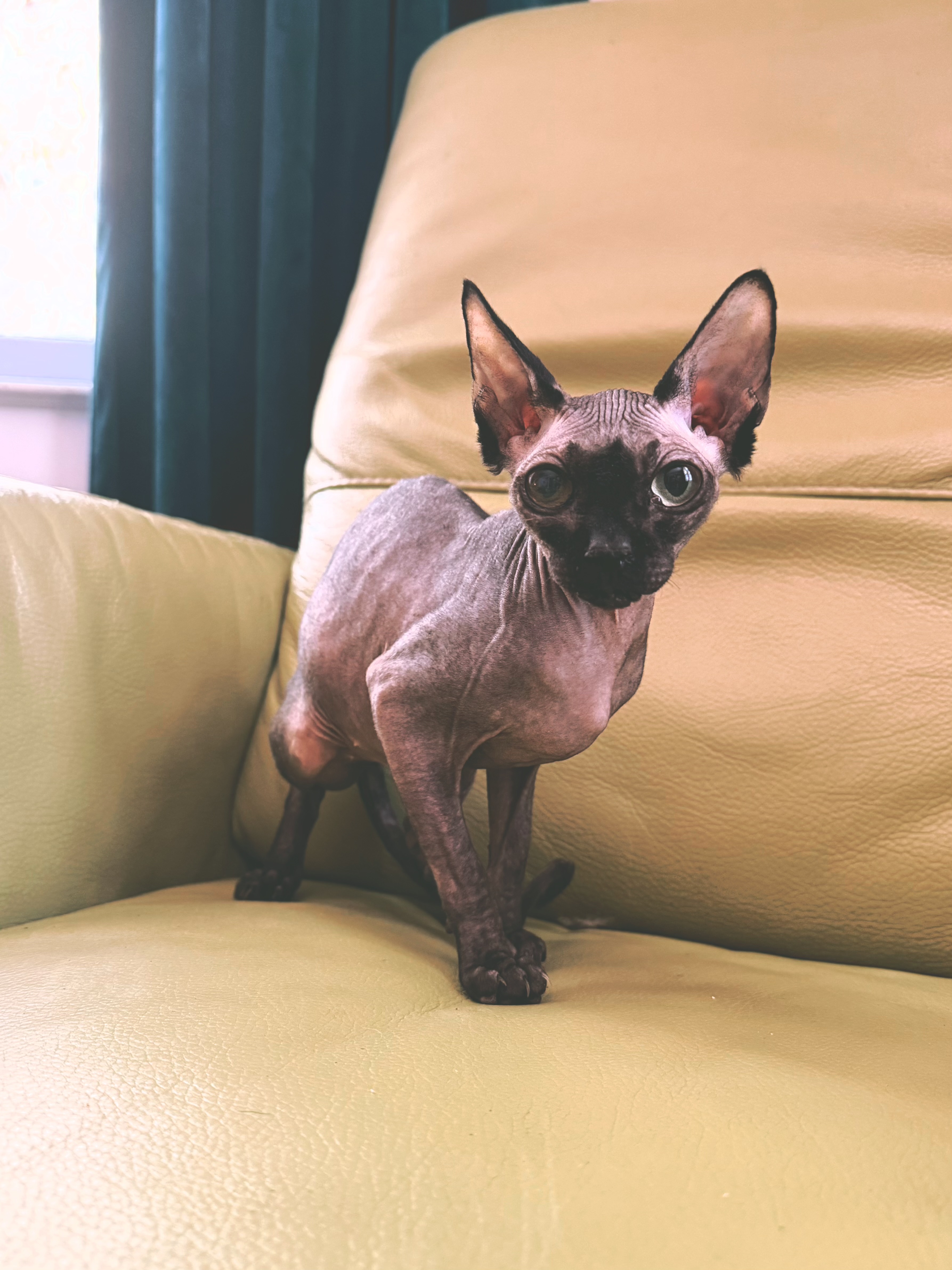 A cat at Seraphina's Sanctuary