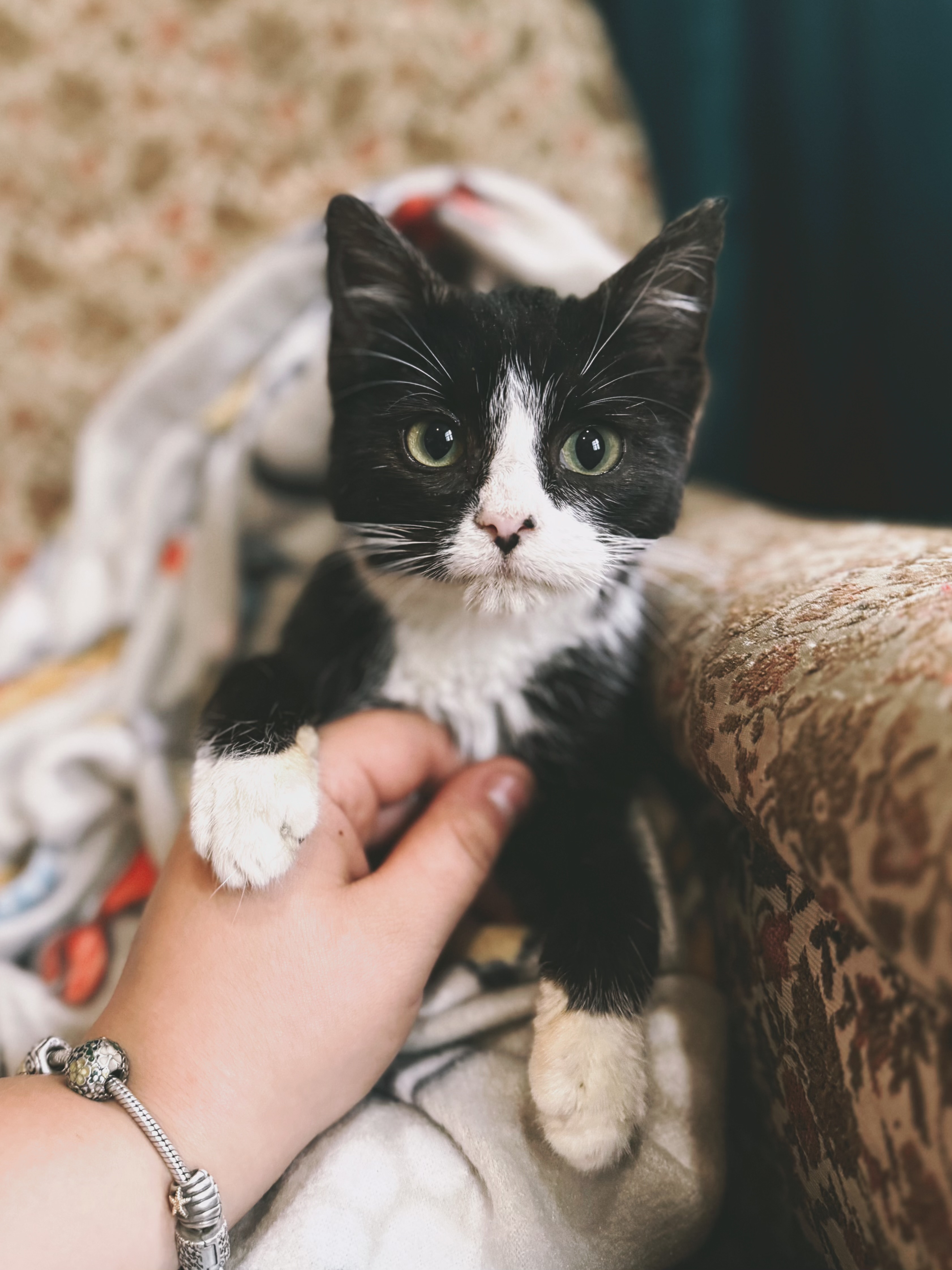 A cat at Seraphina's Sanctuary