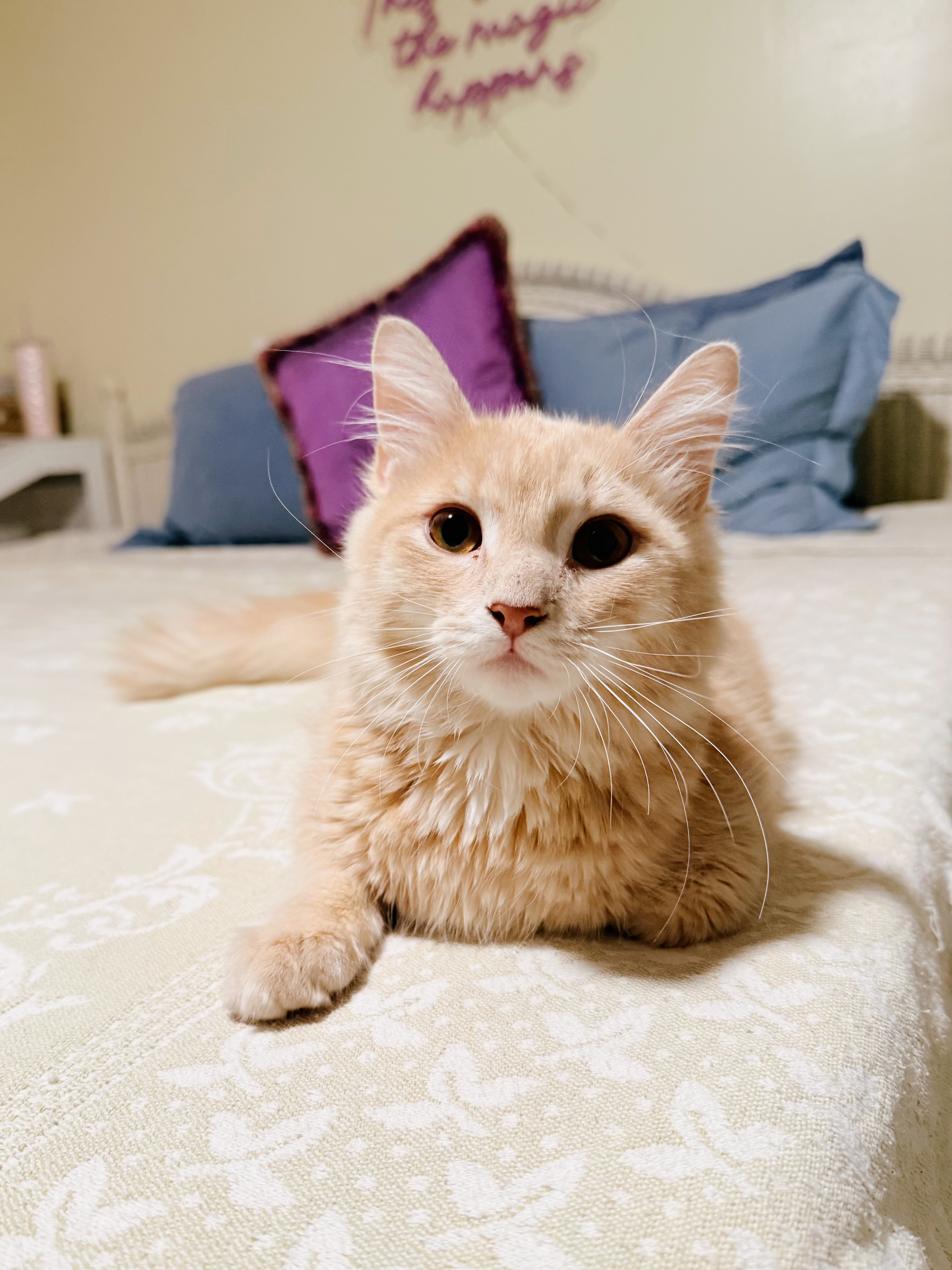 A cat at Seraphina's Sanctuary